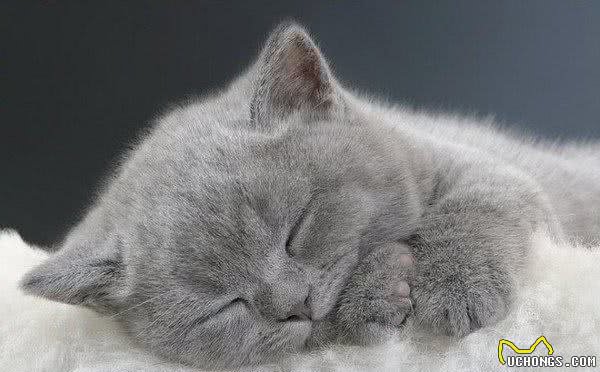 四耳猫因外形奇异被弃养,主人收养后巧手改造,如今众人抢着想养