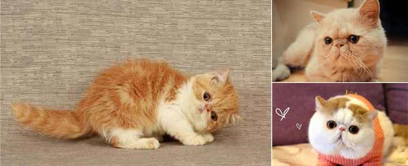 盘点加菲猫的5大缺点，看完之后不想养了