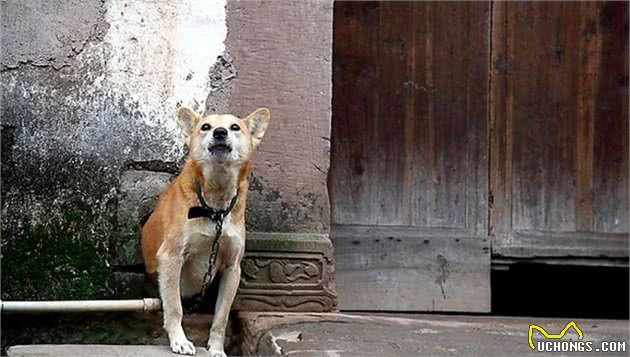 你看到的土狗，其实是古代贵族的爱宠—探析古代的中华田园犬