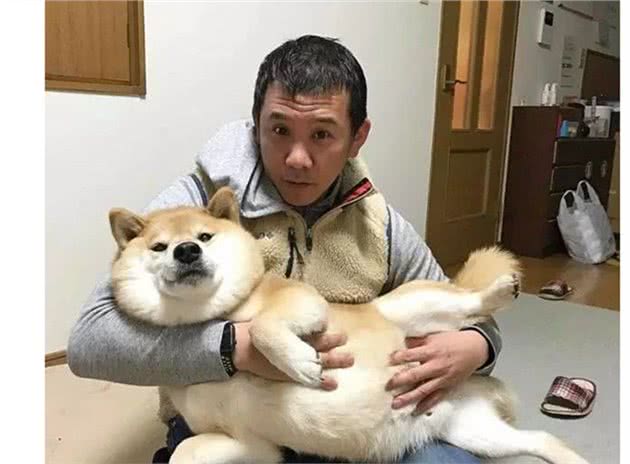 为何柴犬地位不如从前了？背后的几个原因令人唏嘘