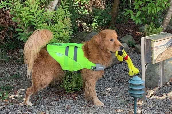 黄金猎犬嘴叼娃娃眼神空洞，沮丧脸站原地，真相超可爱