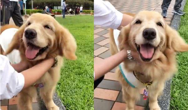 黄金猎犬嘴叼娃娃眼神空洞，沮丧脸站原地，真相超可爱