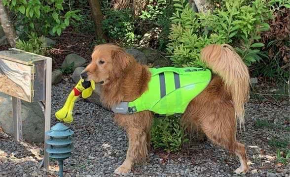 黄金猎犬嘴叼娃娃眼神空洞，沮丧脸站原地，真相超可爱