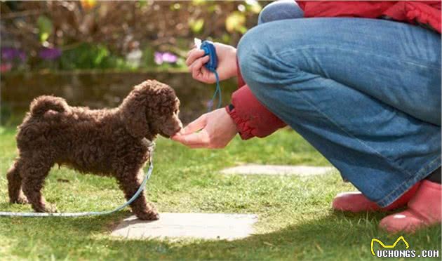 泰迪犬为啥总舔我？它只是想告诉你这几件事