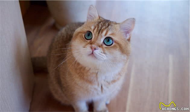喵星最烧钱的四大猫咪，你入“坑”了吗