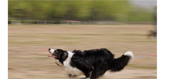 边境牧羊犬虽聪明，但这几点很“可怕”