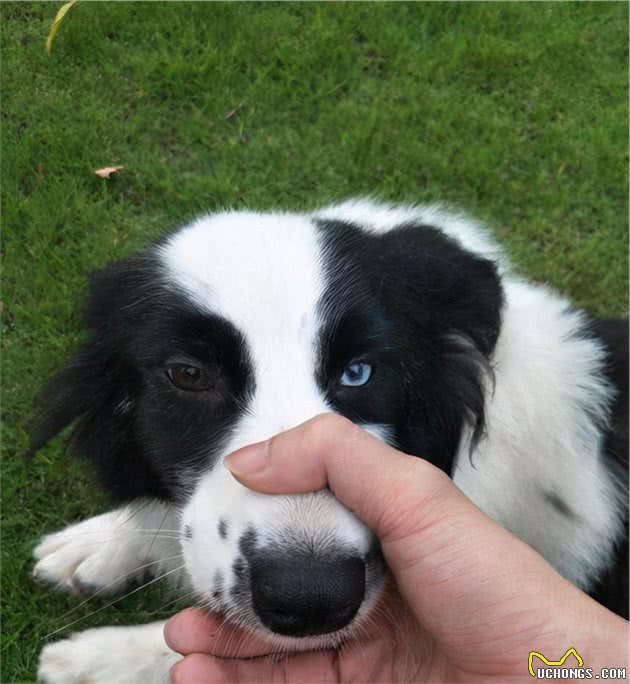 边境牧羊犬虽聪明，但这几点很“可怕”