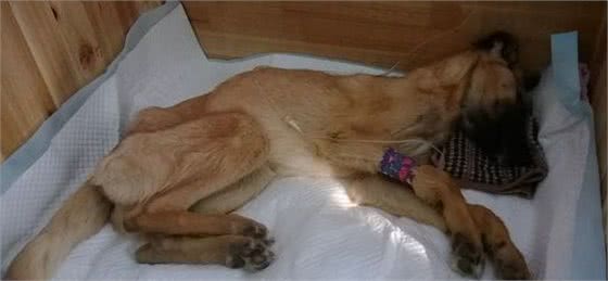 狗狗致命疾病：犬瘟热和细小，你了解多少？
