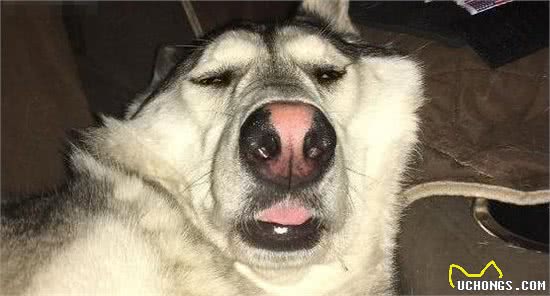 狗狗致命疾病：犬瘟热和细小，你了解多少？