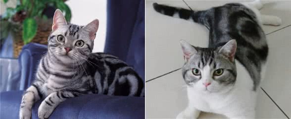 美国短毛猫“优点多多”，你想不想养一只呢？