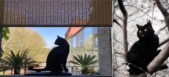 “五彩斑斓”的黑猫