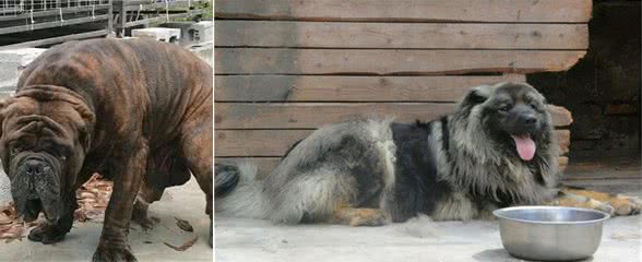 狗界中的6大“赝品”,看上去高大威猛,实际中看不中用