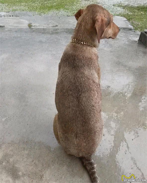 被主人批评后，狗子故意跑到院子里淋雨…笑尿了