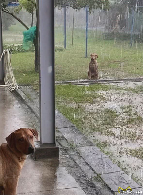 被主人批评后，狗子故意跑到院子里淋雨…笑尿了