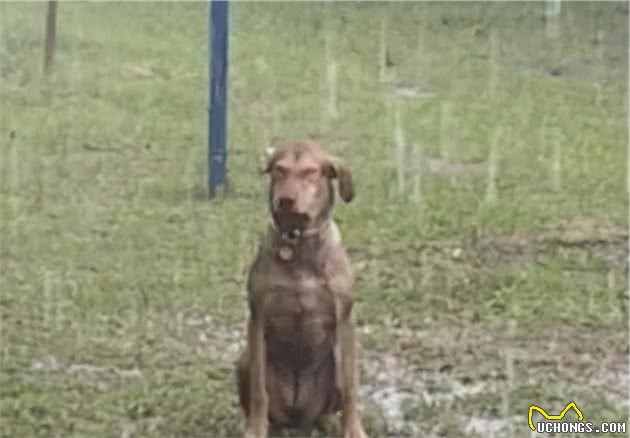 被主人批评后，狗子故意跑到院子里淋雨…笑尿了