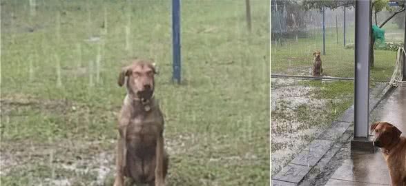 被主人批评后，狗子故意跑到院子里淋雨…笑尿了