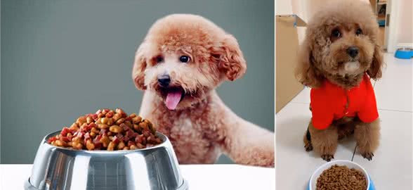 贵宾犬吃什么狗粮好，如何挑选狗粮，适合贵宾犬的狗粮推荐