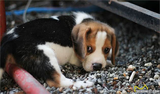 比格犬有几种颜色如何挑选纯种比格犬为什么黑色是最好的