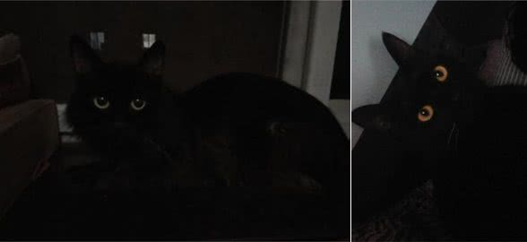 真的劝大家别养纯黑色的猫，每到深更半夜，就像在经历恐怖片