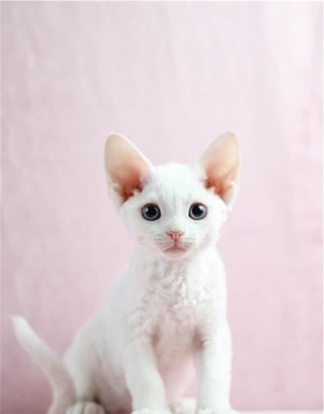 新手养猫|德文卷毛猫基本知识