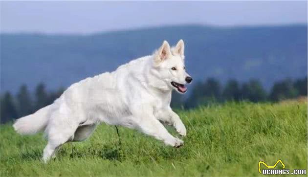 白色的德国牧羊犬，你见过吗？