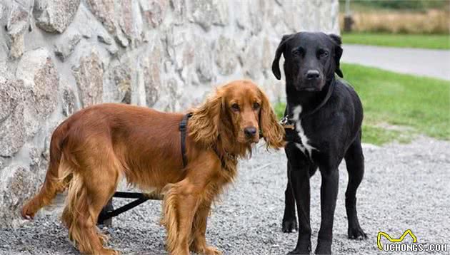 两种可卡犬给人不同的感觉，它们之间有哪些区别？