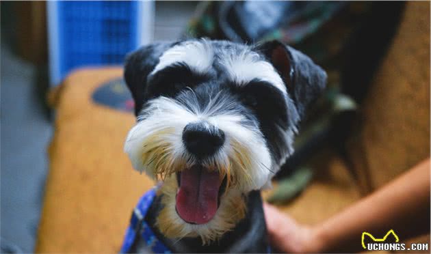 一千块就能买得到的，五种“小型犬”，值得你饲养