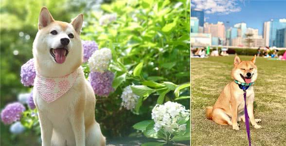 我们应该如何选择姿势去抱柴犬？