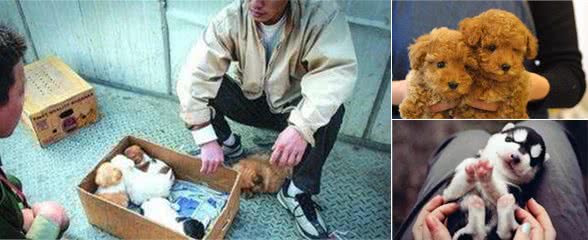 在挑选小狗时，主人牢记这几点，就能轻松避开“星期狗”