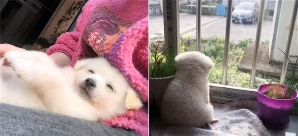 捡到一只小奶狗，狗妈妈连续三天来探望，想看孩子过得好不好