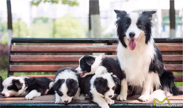 今生，我一定要养一只“边境牧羊犬”