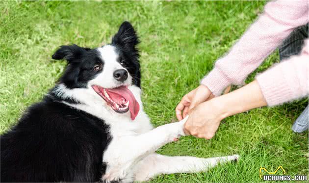 今生，我一定要养一只“边境牧羊犬”