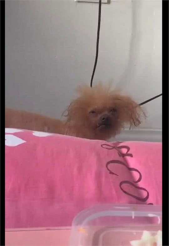 狗狗醒来时，睡眼惺忪毛发都蓬松起来了，看起来长得有点潦草啊