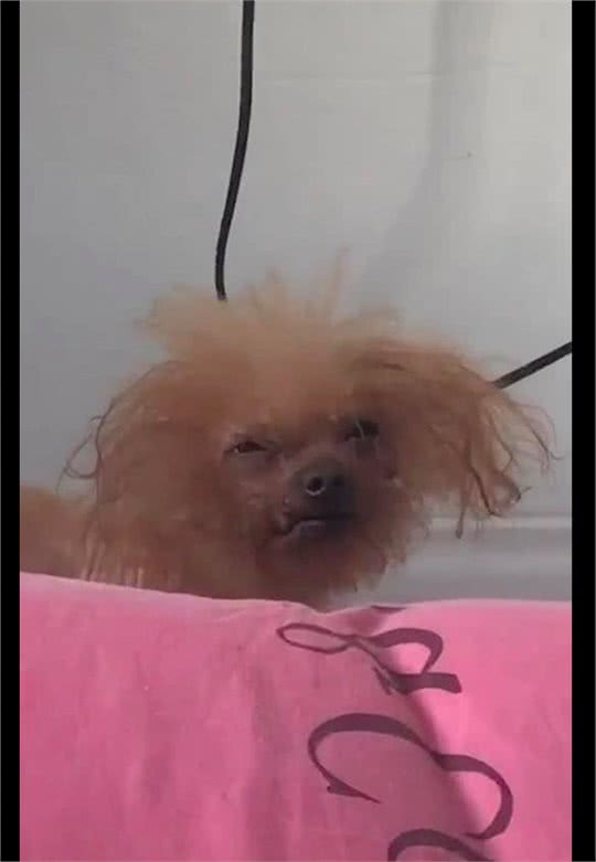 狗狗醒来时，睡眼惺忪毛发都蓬松起来了，看起来长得有点潦草啊