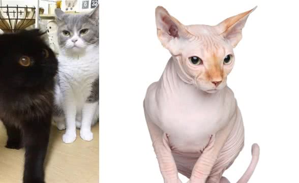 养猫实用冷知识，知识点