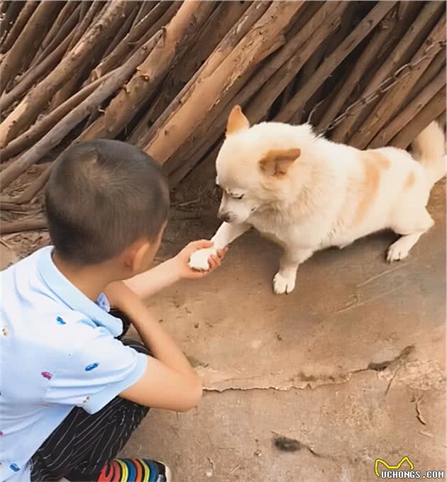 10岁土狗学握手，凑近一看十分欣慰：铲屎官上辈子修来的福气啊