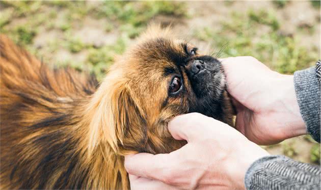 京巴犬吃什么狗粮好呢？