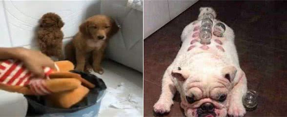 为什么狗狗突然会害怕主人？这几个原因，你还不知道吧