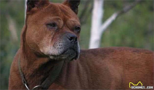 不应遗忘的中华名犬，如今数量稀少比大熊猫还珍贵