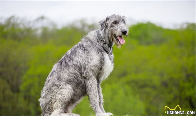 十种平均寿命较短的犬种，想要它们陪主人更久，恐怕它们也做不到