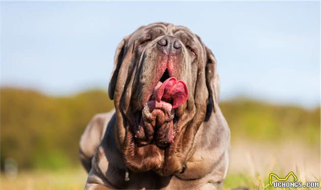 十种平均寿命较短的犬种，想要它们陪主人更久，恐怕它们也做不到