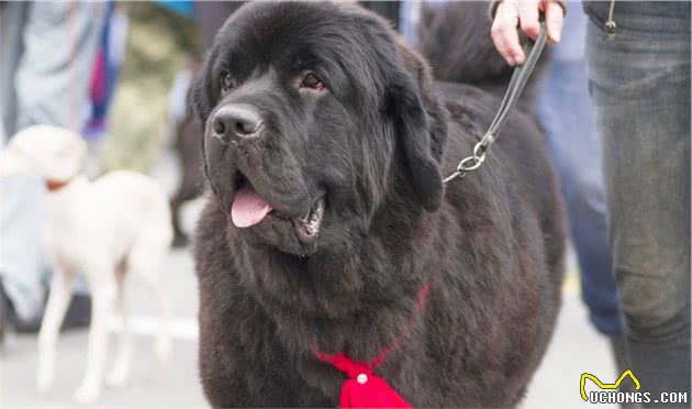 十种平均寿命较短的犬种，想要它们陪主人更久，恐怕它们也做不到