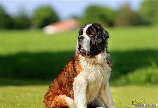 十种平均寿命较短的犬种，想要它们陪主人更久，恐怕它们也做不到