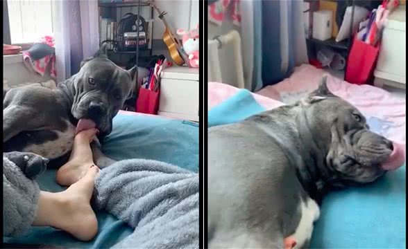 狗狗情不自禁舔起了主人的臭脚，舔完还意犹未尽的回味，上头了？