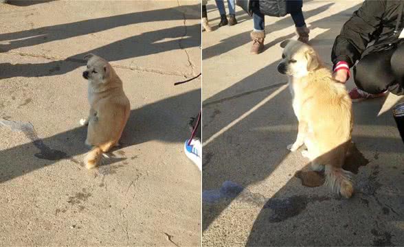 带狗出去排泄，看它蹲下半天都没结束觉得不对劲，凑近后直捂脸