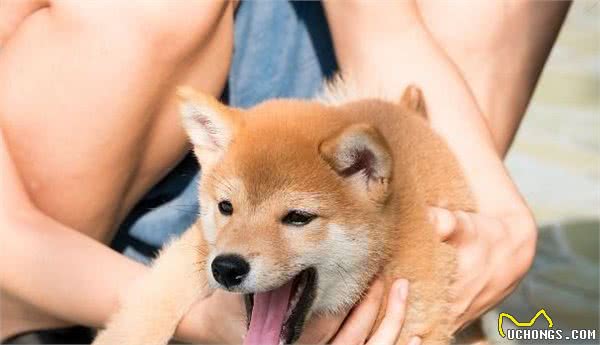 大家知道柴犬和秋田的区别吗？哪种狗狗更好养呢？一定不要错过！