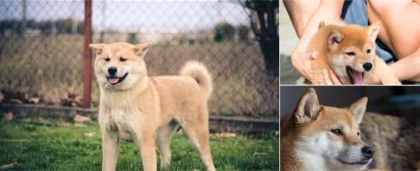 大家知道柴犬和秋田的区别吗？哪种狗狗更好养呢？一定不要错过！