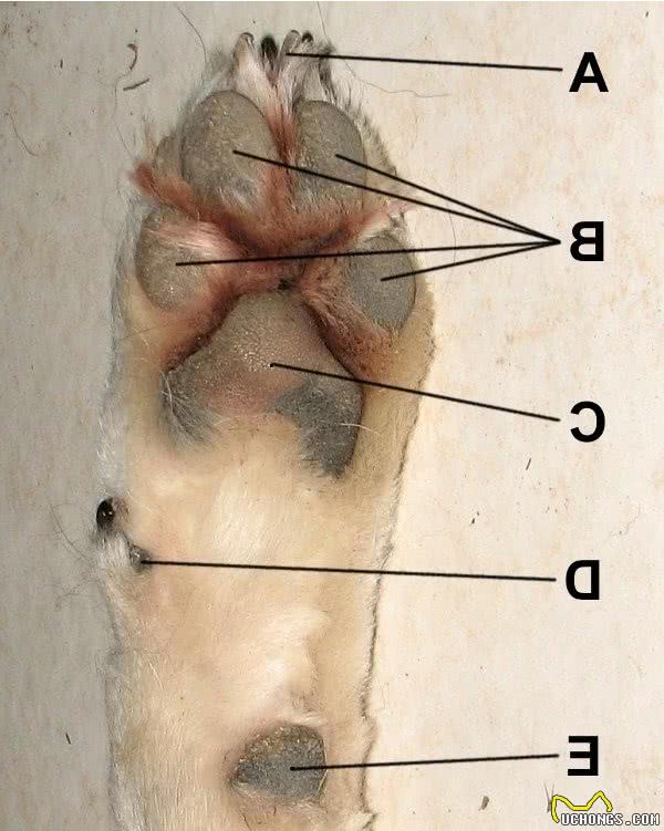 宠物狗健康，小狗狗脚底的结构和作用是什么呢？