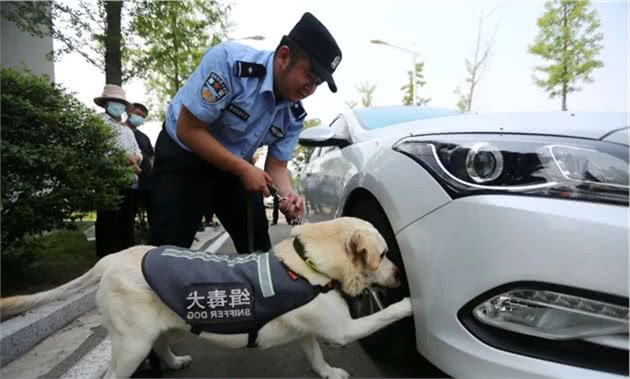 33万买一只淘汰警犬，背后不为人知的秘密