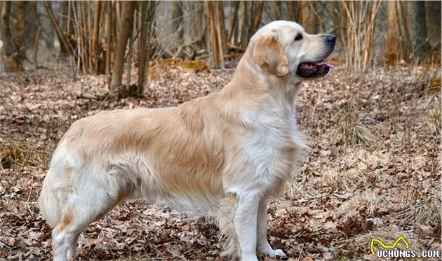 狗狗敏捷性如何衡量？除了看体能还要看性格，盘点十种敏捷犬种